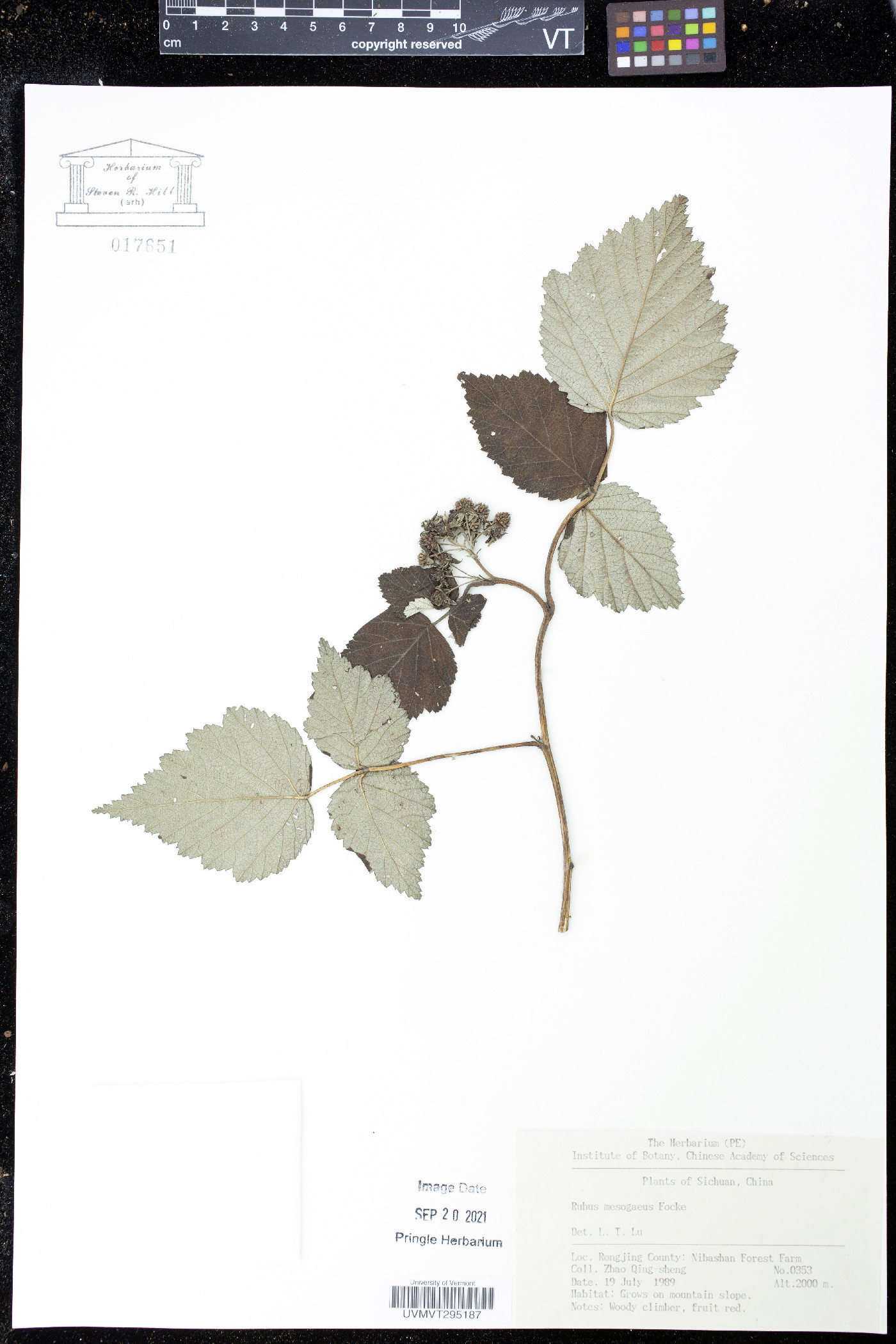Rubus mesogaeus image