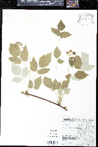 Rubus occidentalis image