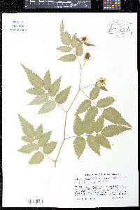 Rubus rosifolius image