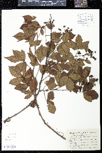 Rubus semisetosus image