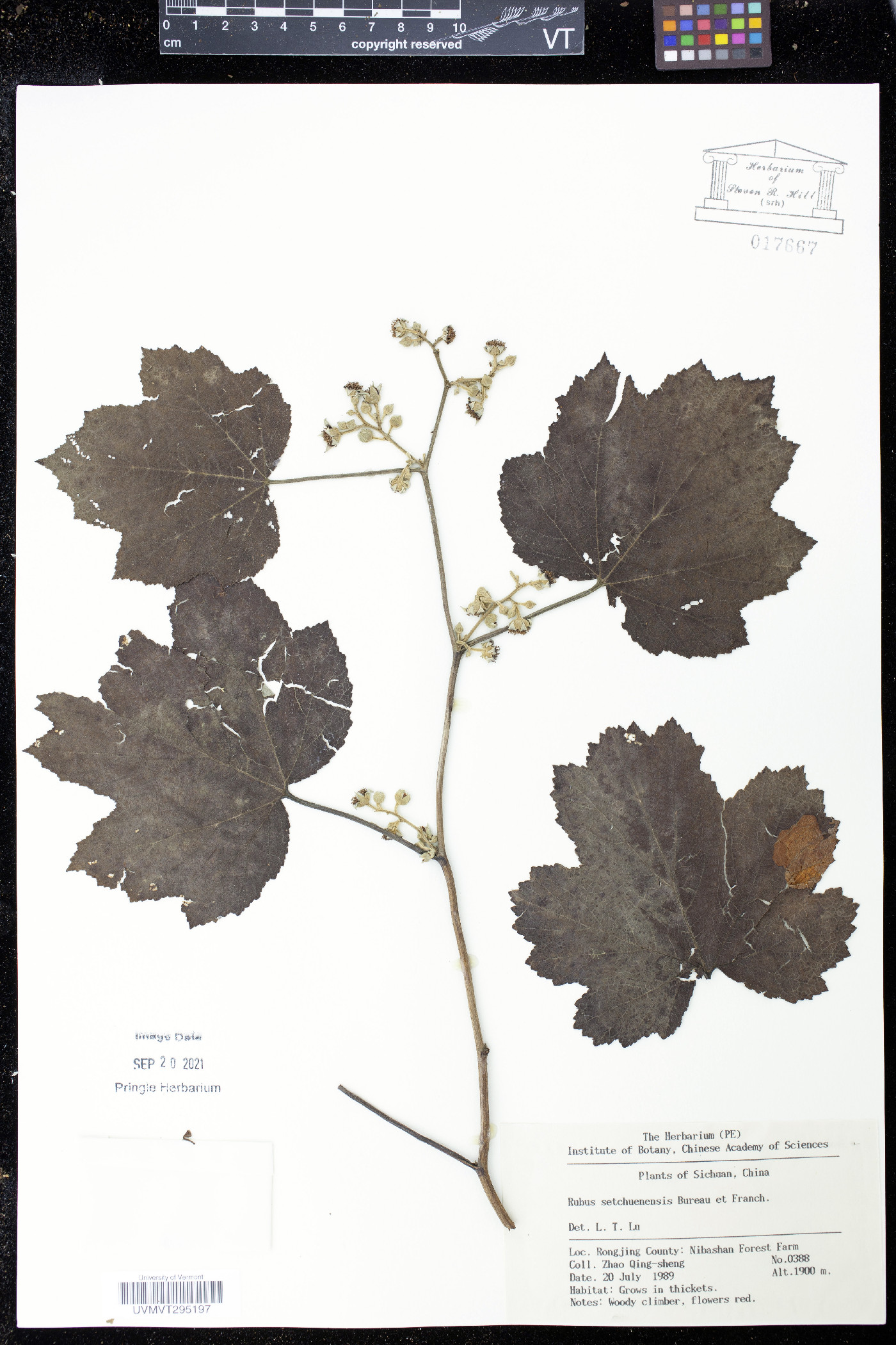 Rubus setchuenensis image