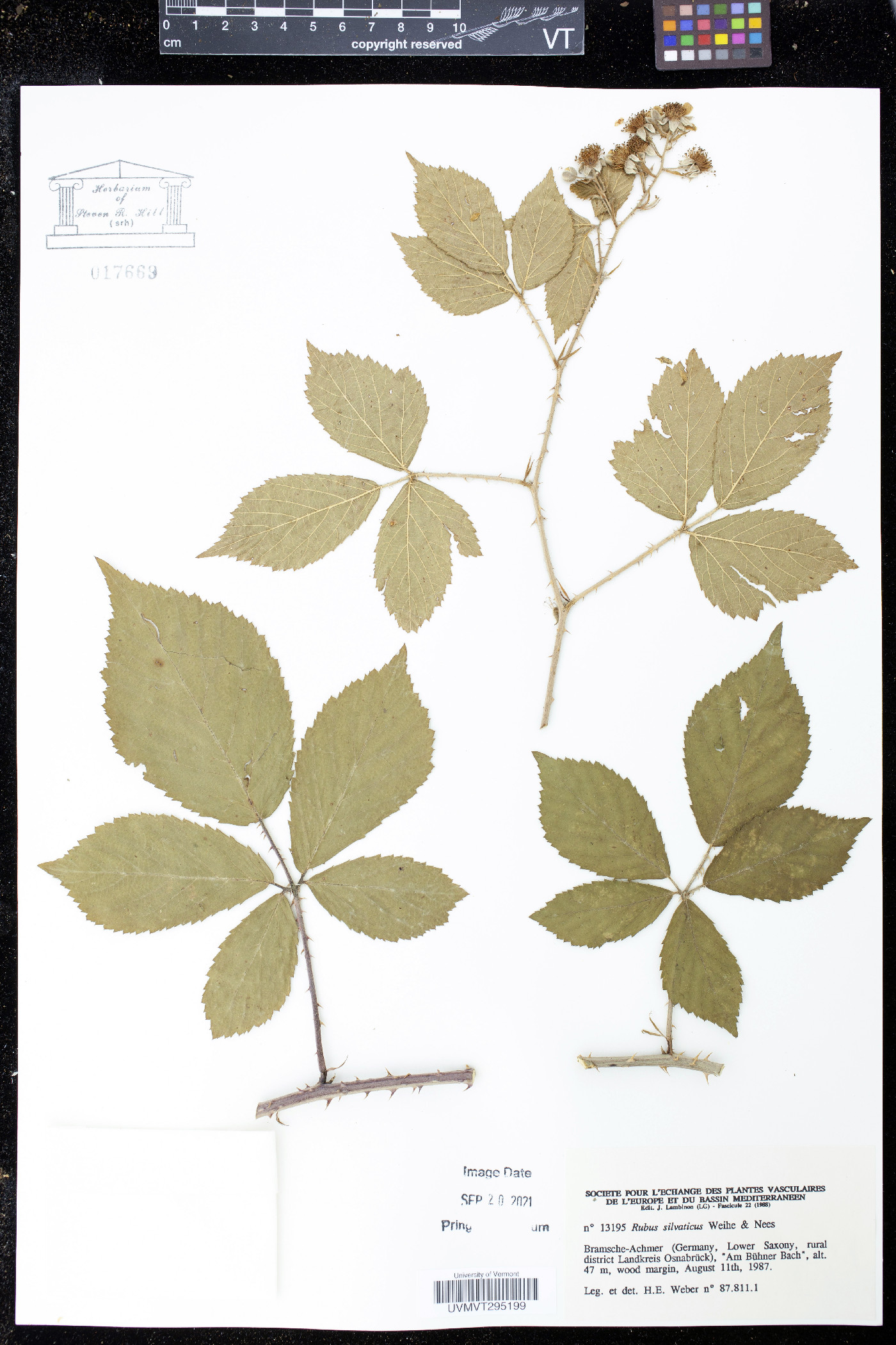 Rubus silvaticus image