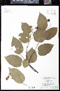 Rubus swinhoei image