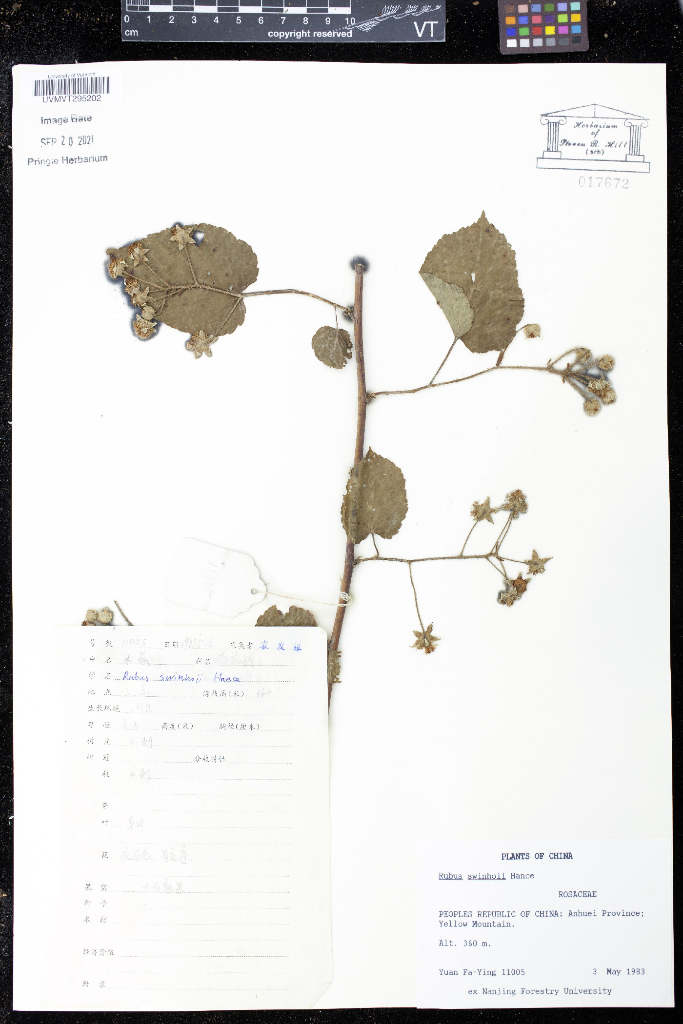 Rubus swinhoei image