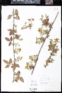 Rubus trivialis image