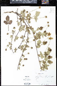 Rubus trivialis image