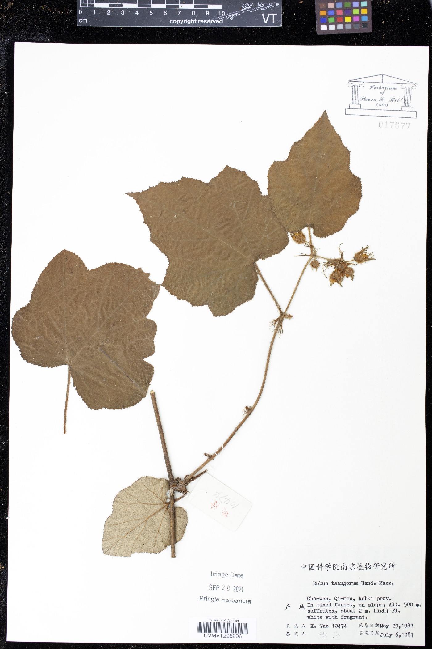 Rubus tsangorum image