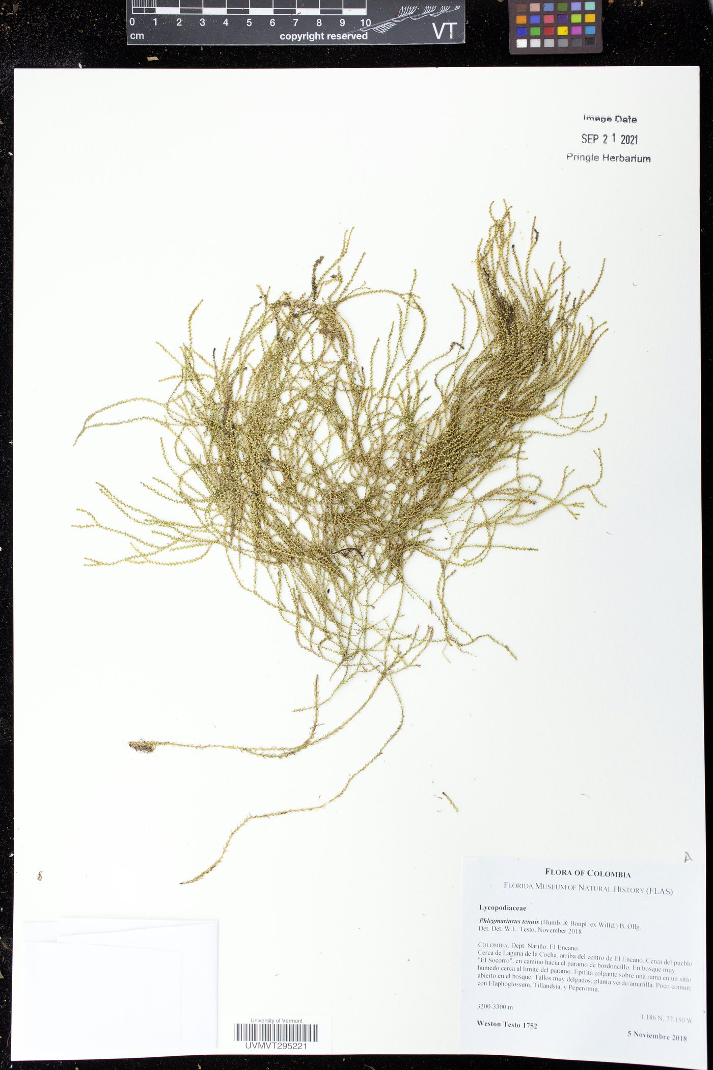 Phlegmariurus tenuis image