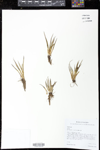 Isoetes ecuadoriensis image