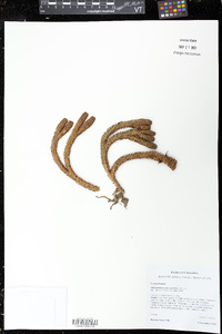 Phlegmariurus rufescens image