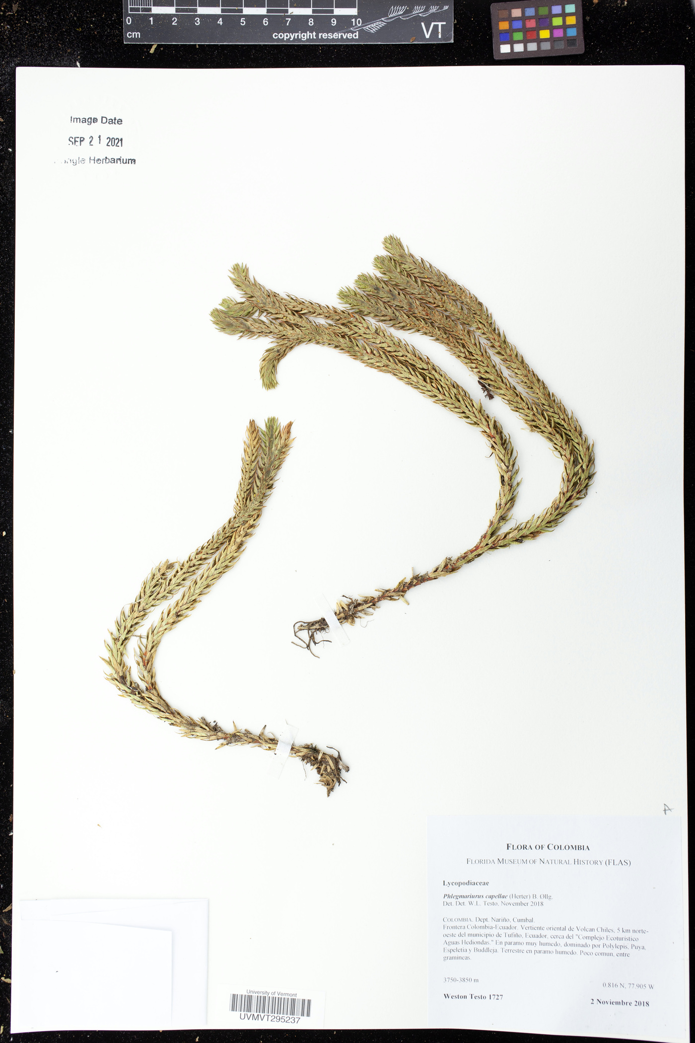 Phlegmariurus capellae image