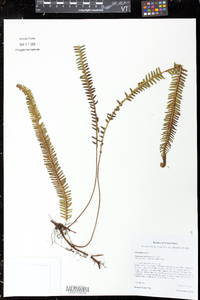 Sticherus simplex image