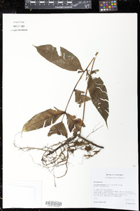 Serpocaulon adnatum image