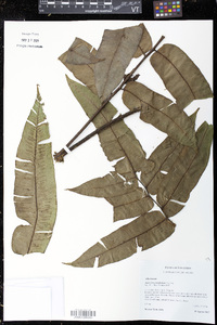 Diplazium grandifolium image