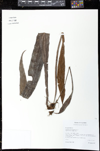 Elaphoglossum zebrinum image
