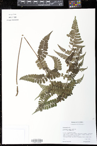 Dennstaedtia cornuta image
