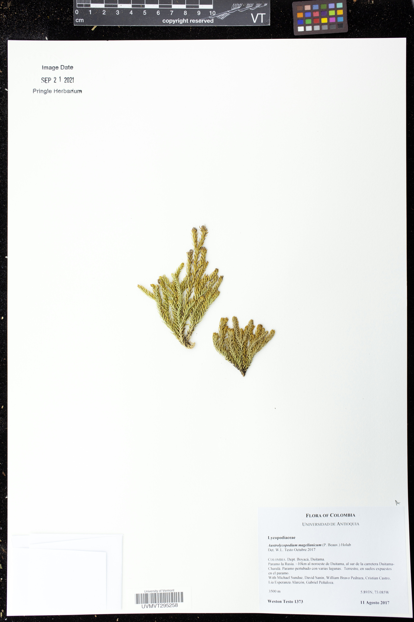 Austrolycopodium magellanicum image