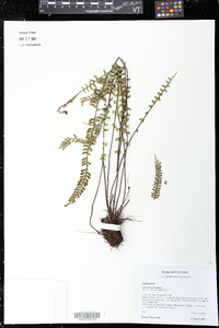 Asplenium monanthes image