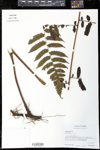 Image of Dennstaedtia paucirrhiza