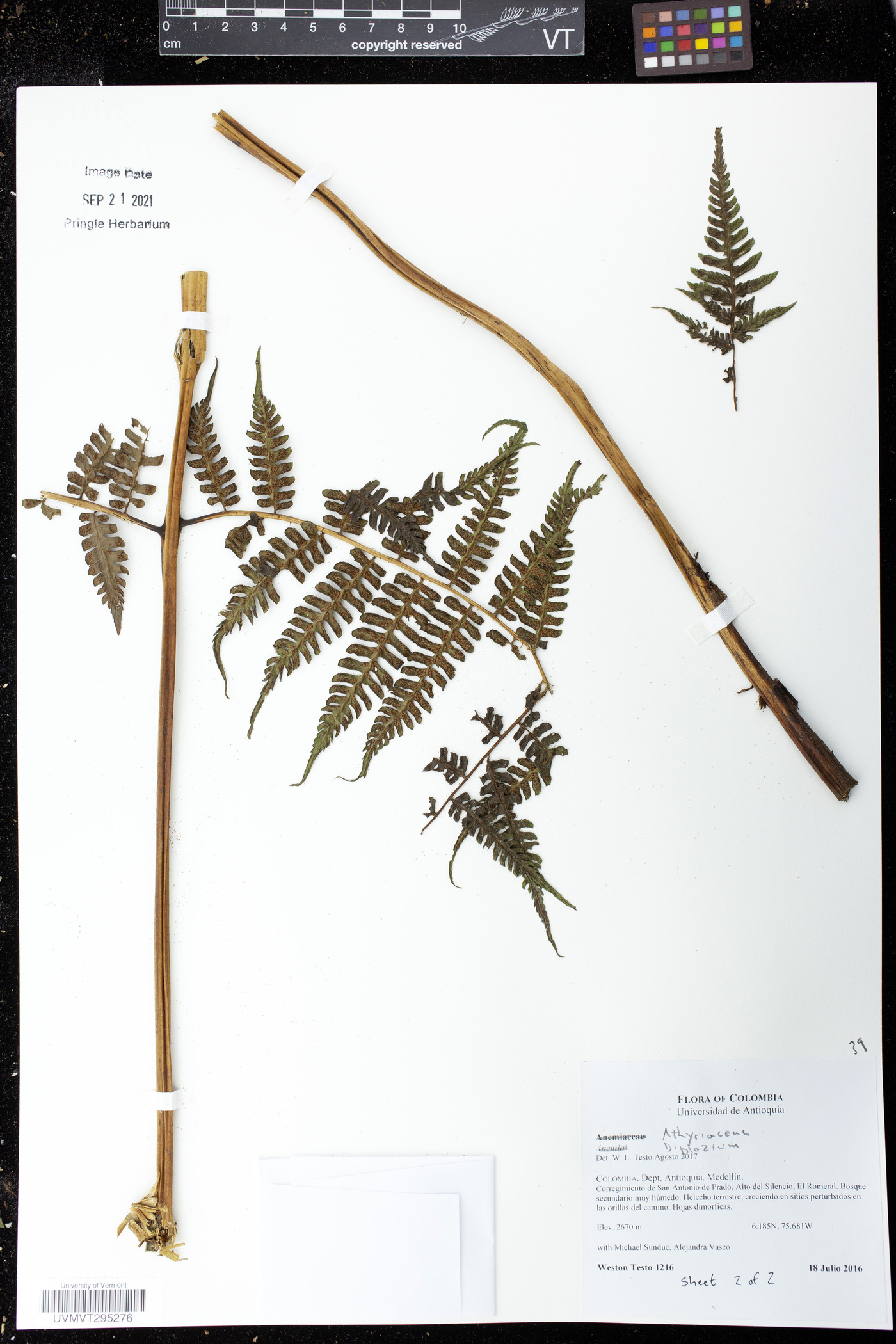 Diplazium diplazioides image