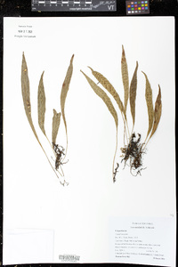 Campyloneurum solutum image