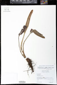 Elaphoglossum engelii image