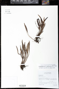 Elaphoglossum mathewsii image