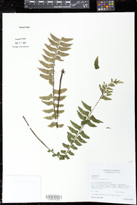 Asplenium pteropus image