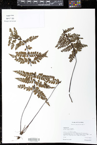 Asplenium uniseriale image