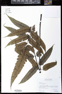 Diplazium grandifolium image