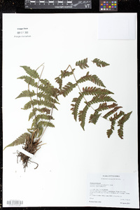 Image of Steiropteris gardneriana