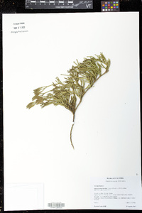 Diphasiastrum thyoides image