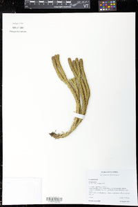 Phlegmariurus capellae image