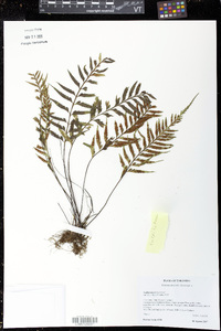 Asplenium cuspidatum image