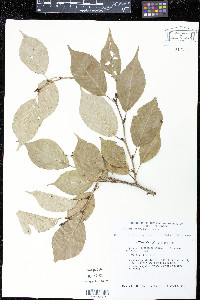 Prunus serrulata image