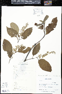 Prunus obtusata image