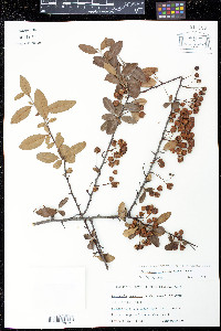 Pyracantha crenulata image