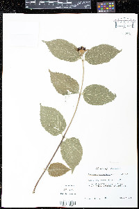 Rhodotypos scandens image