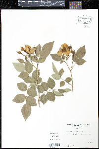 Rosa cathayensis image