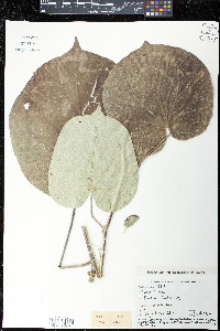 Hibiscus tiliaceus image