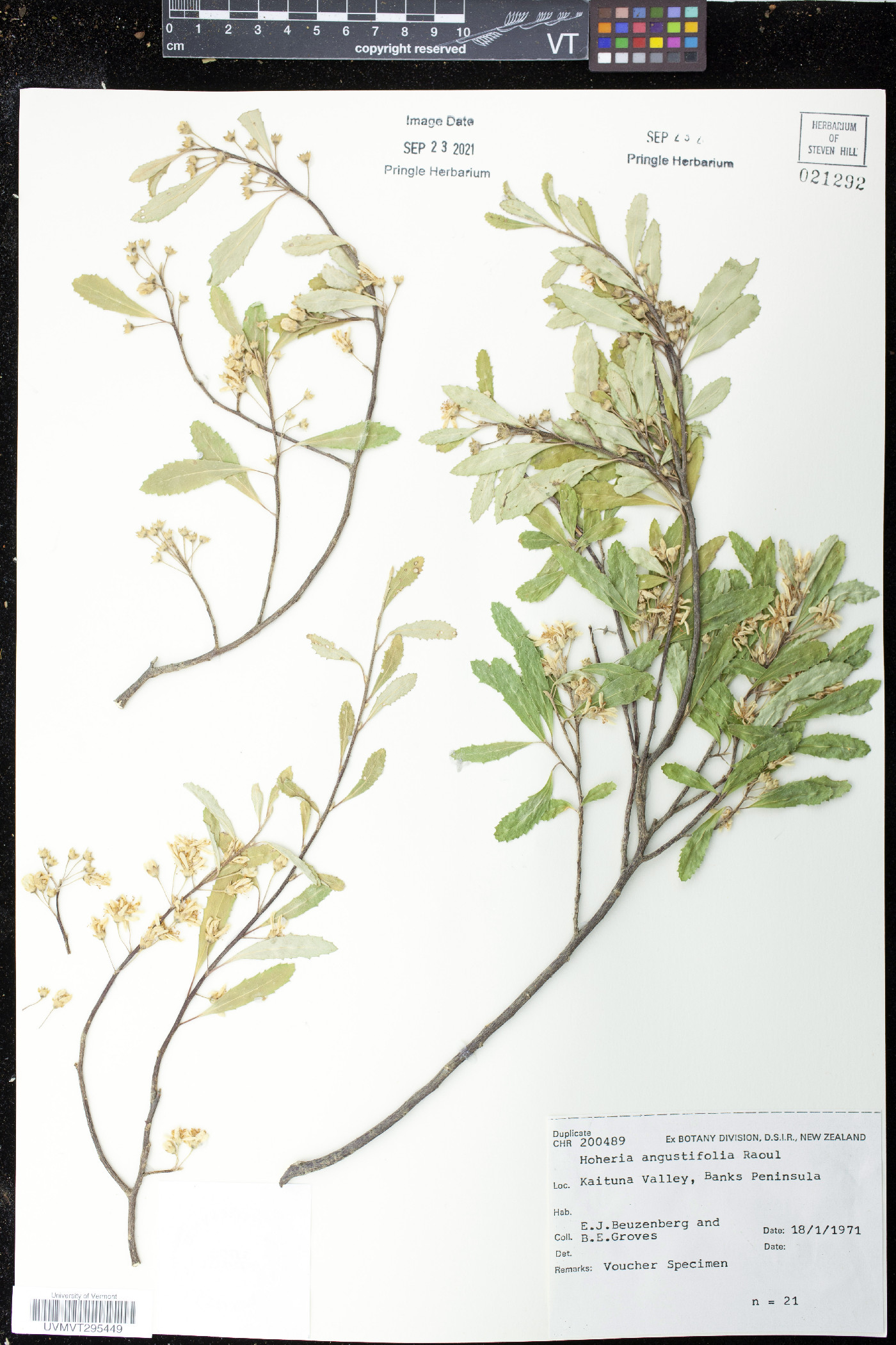 Hoheria angustifolia image