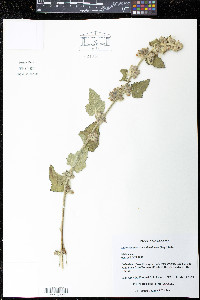 Kearnemalvastrum subtriflorum image