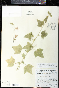 Fioria vitifolia image