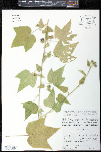 Fioria vitifolia image