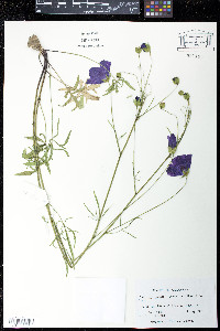 Callirhoe pedata image