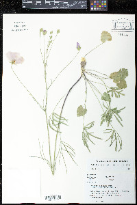 Callirhoe pedata image