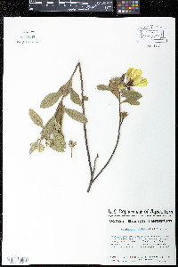 Image of Cienfuegosia affinis