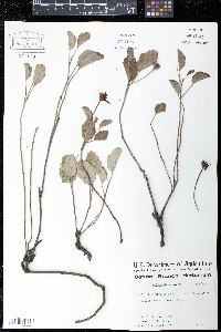 Cienfuegosia drummondii image