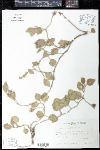 Image of Cienfuegosia hispida
