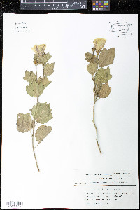 Image of Cienfuegosia tripartita
